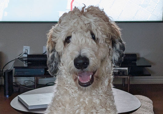 Custom Pet Portrait - Digital Art
